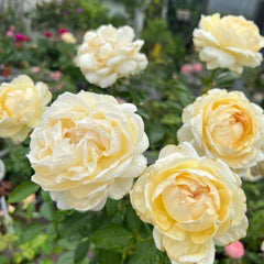 Ivory Yves Piaget Rose Plant – Elegant Blooms for Your Garden