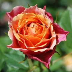 Rosa 'Naples Forever'Name: Rosa 'Naples Forever'
Flower color: Orange, Yellow, Coffee
Flower diameter: 2.5  inches
Plant height: 1.5  feet
Rose type: Miniature
USDA zone: 6b and Warmer

月季rose_explosionRosa 'Naples Forever'