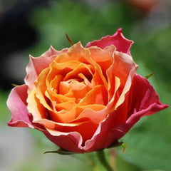 Rosa 'Naples Forever'Name: Rosa 'Naples Forever'
Flower color: Orange, Yellow, Coffee
Flower diameter: 2.5  inches
Plant height: 1.5  feet
Rose type: Miniature
USDA zone: 6b and Warmer

月季rose_explosionRosa 'Naples Forever'