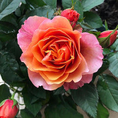 Rosa 'Naples Forever'Name: Rosa 'Naples Forever'
Flower color: Orange, Yellow, Coffee
Flower diameter: 2.5  inches
Plant height: 1.5  feet
Rose type: Miniature
USDA zone: 6b and Warmer

月季rose_explosionRosa 'Naples Forever'