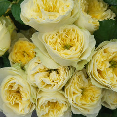 Solsbury Hill Rose Plant|索尔斯伯里山