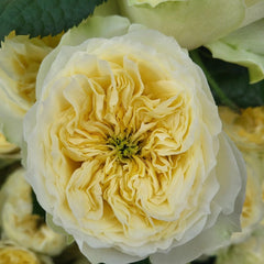 Solsbury Hill Rose Plant|索尔斯伯里山