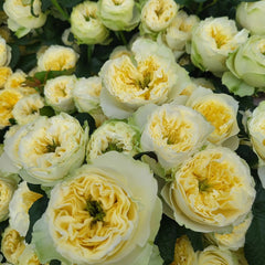 Solsbury Hill Rose Plant|索尔斯伯里山