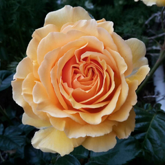 Rose Sweet DreamRose "Sweet Dream"Sweet DreamSweet DreamBreeding Company: UK 1987Classification: VinePlant type: 100-200cmFlower diameter: 6cm, medium flowerFlower color: yellowThe 月季rose_explosionRose Sweet Dream