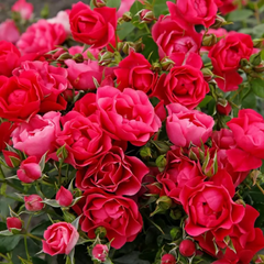 Pink Forest RoseName: Pink Forest Rose
Category: F Fenghua Rose
Year: 2019 
Breeding: Kordes
Repeating Blooming
Pattern: Pink
Flower diameter: 5-6cm
Aroma:-
Disease resistance:-
Pla月季rose_explosionPink Forest Rose