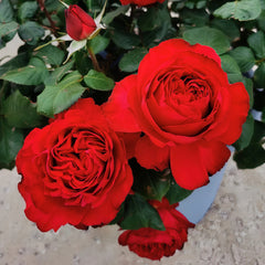 Traviata Rose Plant|茶花女