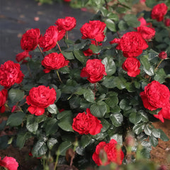 Traviata Rose Plant|茶花女