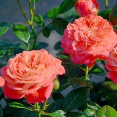 Queen of Hearts Rose Plant｜红桃女王