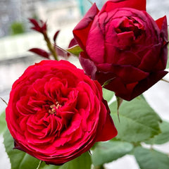 Piano Rose 