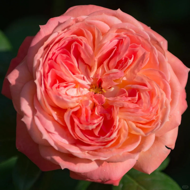 Queen of Hearts Rose Plant｜红桃女王