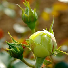 Lemon Piano Rose Plant｜柠檬钢琴