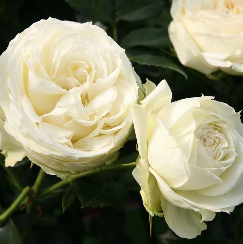 Lemon Piano Rose Plant｜柠檬钢琴