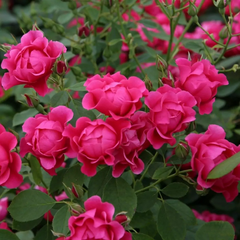 Pink Forest RoseName: Pink Forest Rose
Category: F Fenghua Rose
Year: 2019 
Breeding: Kordes
Repeating Blooming
Pattern: Pink
Flower diameter: 5-6cm
Aroma:-
Disease resistance:-
Pla月季rose_explosionPink Forest Rose