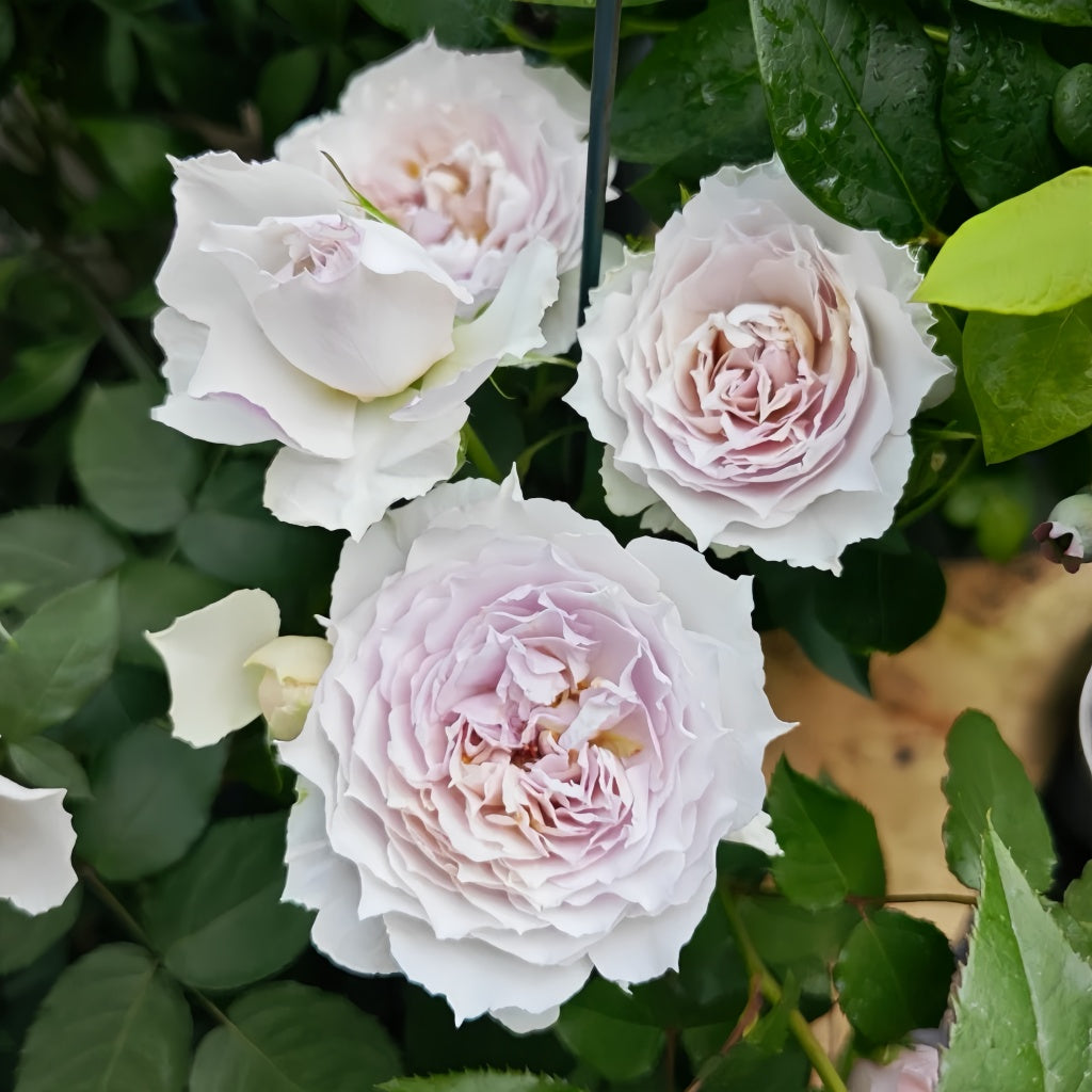 Lady Moon Roses Floating Moon Rose Plant|浮月 – Rose_Explosion