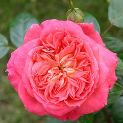 Queen of Hearts Rose Plant｜红桃女王