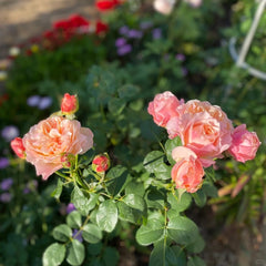 Victoria Classic Rose Plant｜维多利亚经典