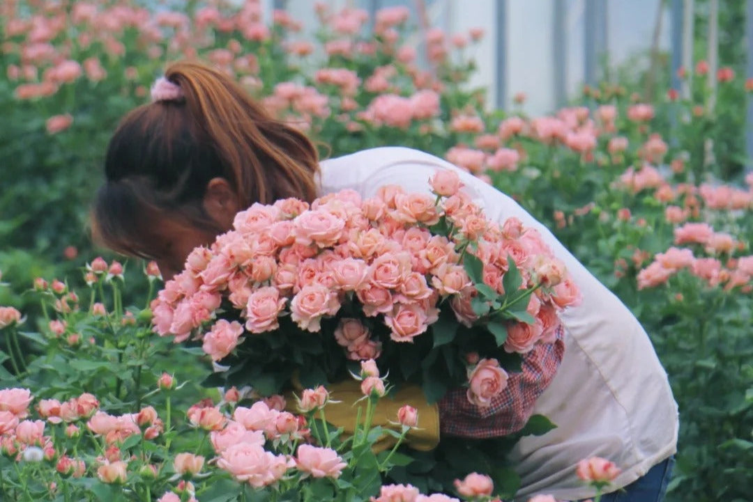 Livecycle Roses Premium Garden Roses and Rose Live Plants from Our 30-Year-Old Nursery ...