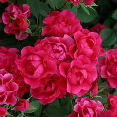 Pink Forest RoseName: Pink Forest Rose
Category: F Fenghua Rose
Year: 2019 
Breeding: Kordes
Repeating Blooming
Pattern: Pink
Flower diameter: 5-6cm
Aroma:-
Disease resistance:-
Pla月季rose_explosionPink Forest Rose