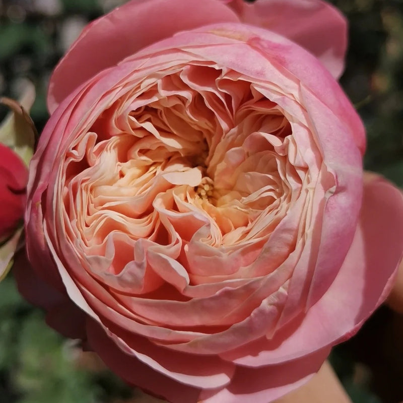 Victoria Classic Rose Plant｜维多利亚经典