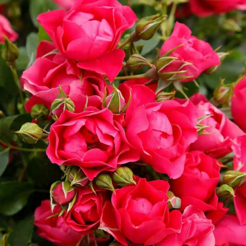 Pink Forest RoseName: Pink Forest Rose
Category: F Fenghua Rose
Year: 2019 
Breeding: Kordes
Repeating Blooming
Pattern: Pink
Flower diameter: 5-6cm
Aroma:-
Disease resistance:-
Pla月季rose_explosionPink Forest Rose