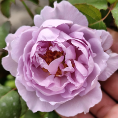 Repartil Rose Plant｜重启玫瑰