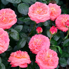 Queen of Hearts Rose Plant｜红桃女王