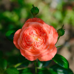 Queen of Hearts Rose Plant｜红桃女王