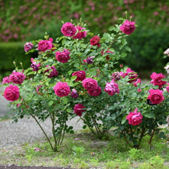 Rouge Rose Plant｜胭脂紅玫瑰