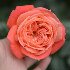 Queen of Hearts Rose Plant｜红桃女王