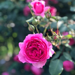 Parade RoseThe Parade was nurtured by Eugene S. Boerner (USA, 1953).The "Rose Parade" is a large vine variety with a height of 200 to 360 centimeters and a flower diameter of 8月季rose_explosionParade Rose