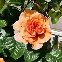 A Gardener's Dream Rose