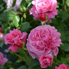 Abdiel Rose Plant