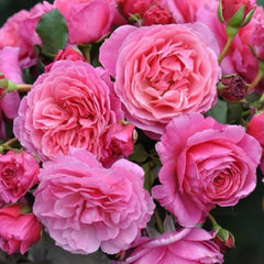 Abdiel Rose Plant