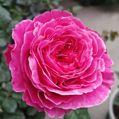 Abdiel Rose Plant