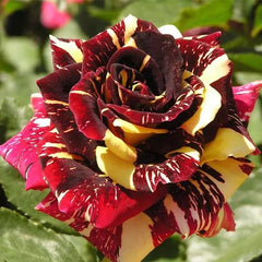 Abracadabra Rose - Heat-Resistant Floribunda for Lush Gardens