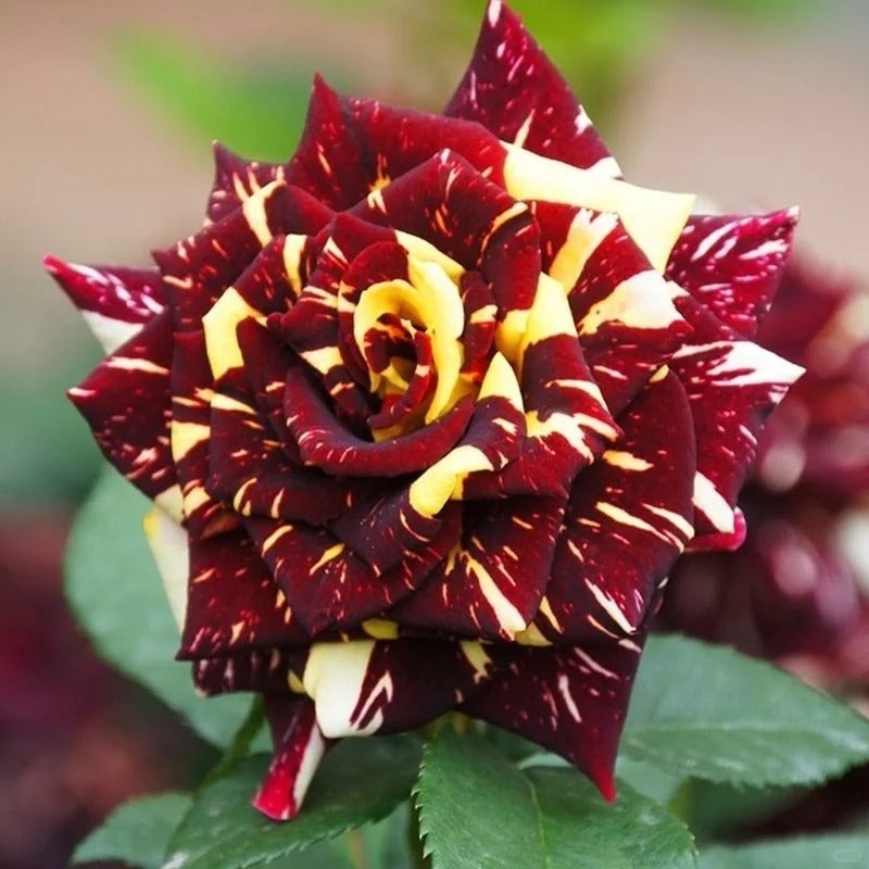 abracadabra rose seeds Abracadabra Striped Rose Plant|流星雨