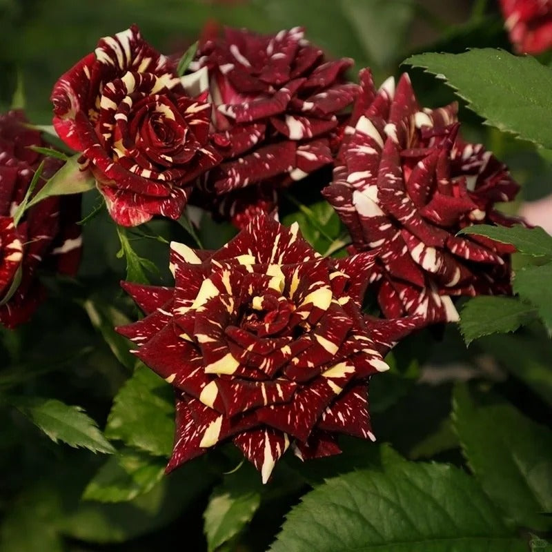 Abracadabra Rose – Own Root, Heat-Resistant Floribunda Plant – Rose ...