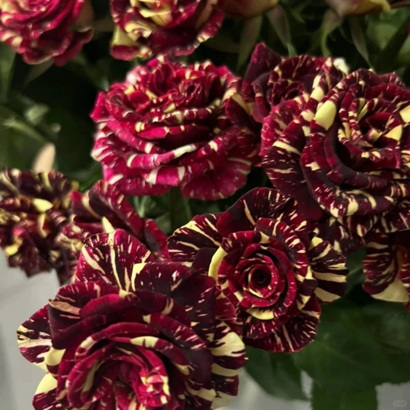 abracadabra rose seeds Abracadabra Striped Rose Plant|流星雨