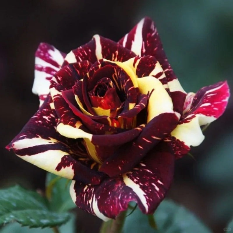 abracadabra rose seeds Abracadabra Striped Rose Plant|流星雨