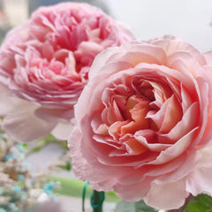 Abraham Darby Rose – Captivating Apricot-Pink Blooms