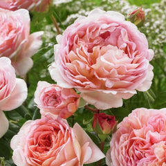 Abraham Darby Rose – Captivating Apricot-Pink Blooms