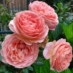 Abraham Darby Rose – Captivating Apricot-Pink Blooms