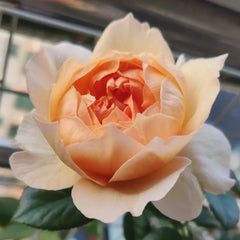 Abricot Terrazza Rose Plant