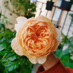 Abricot Terrazza Rose Plant