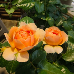 Abricot Terrazza Rose Plant