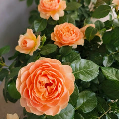 Abricot Terrazza Rose Plant