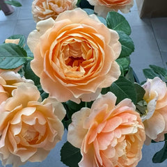 Abricot Terrazza Rose Plant