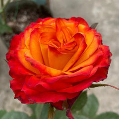 Acapulco Rose Plant