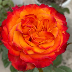 Acapulco Rose Plant