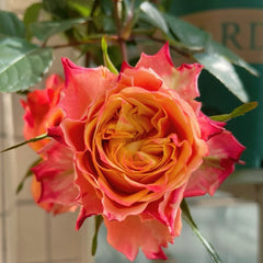 Acapulco Rose Plant